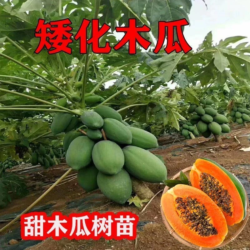 广西矮脚木瓜苗冰糖红心红肉木瓜苗栽种红肉木瓜苗盆栽地栽都可以