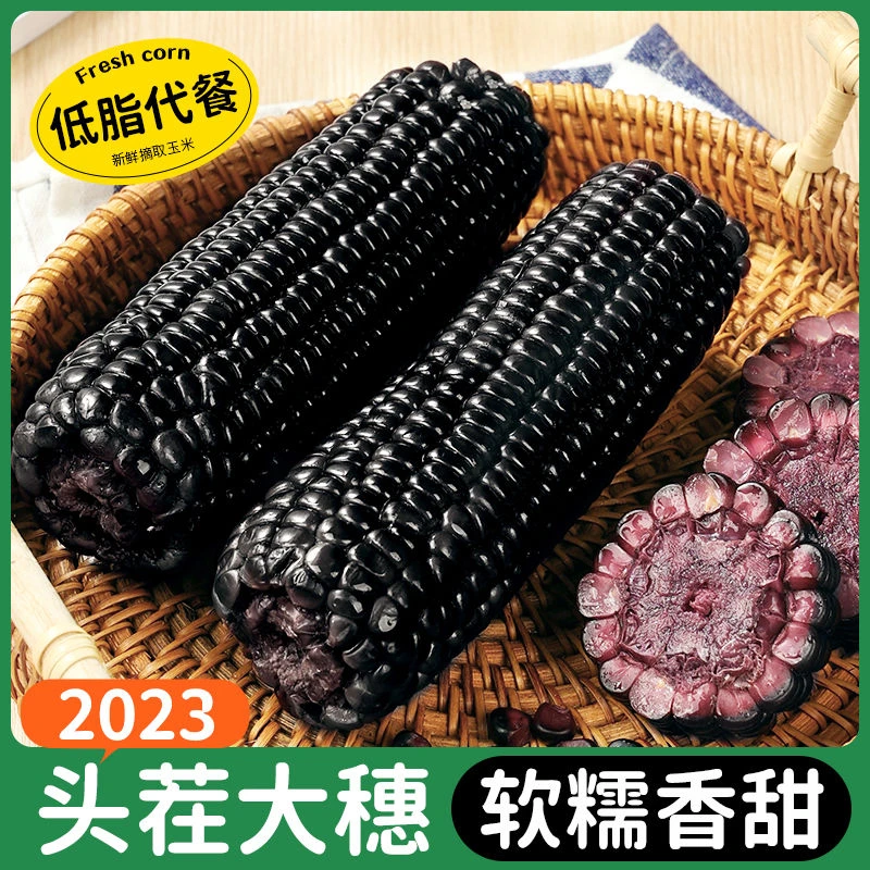 【精选】东北黑糯玉米均重280克/支/试吃两支/营养新鲜粗粮发【10支】