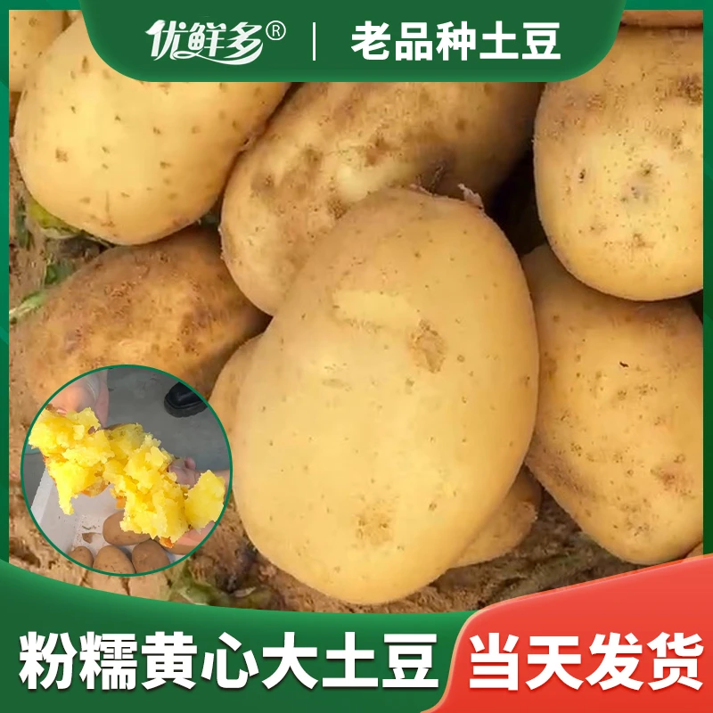 【坏果包赔】2024年新鲜马铃薯农家自种新鲜现挖皮薄美味起沙土豆