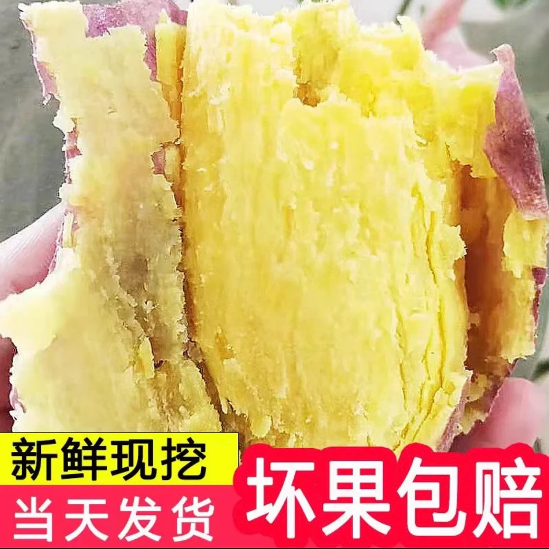 板栗红薯陕西现挖薯香四溢干面甜饱满美味