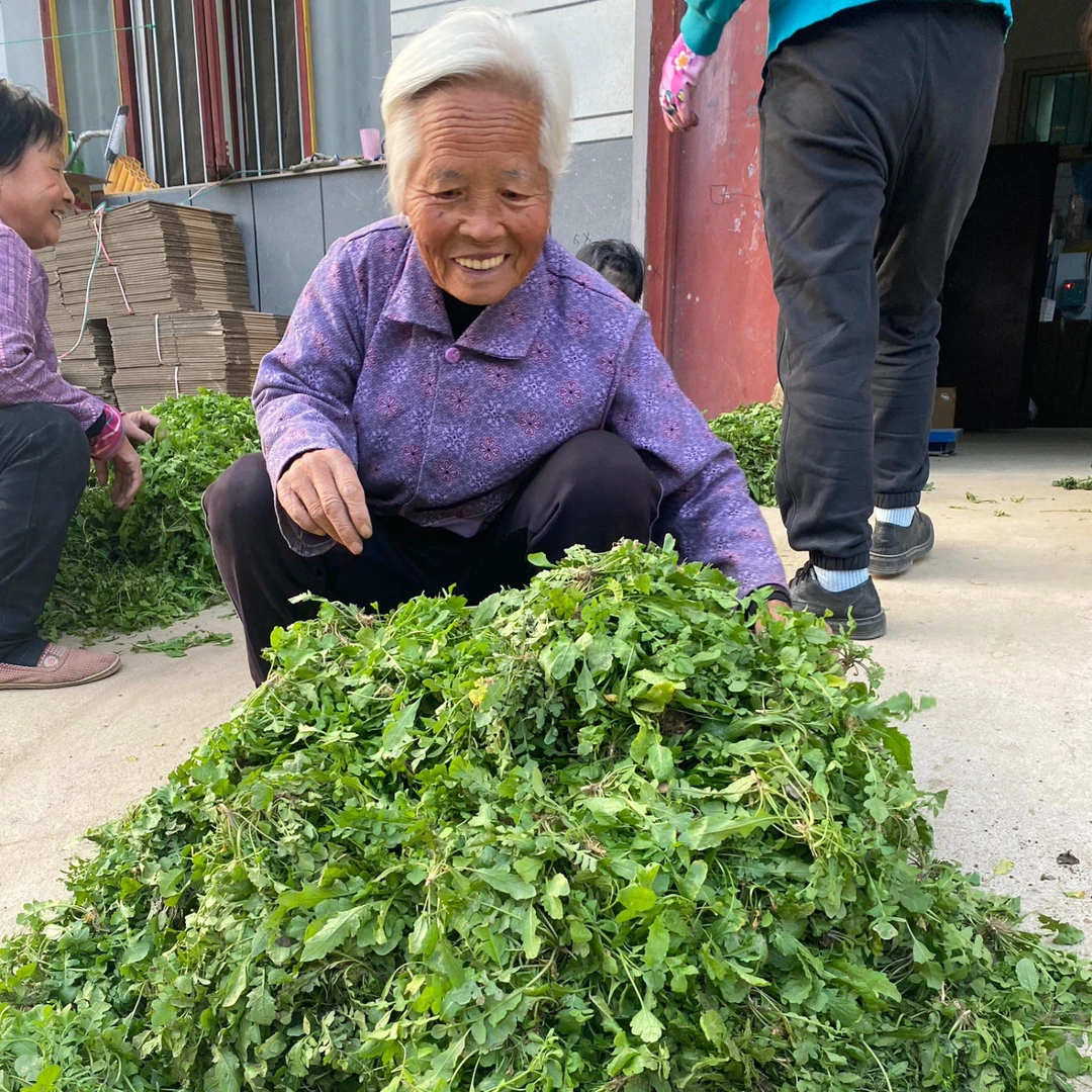 荠荠菜新鲜荠菜应季蔬菜（饺子馅必备）直播