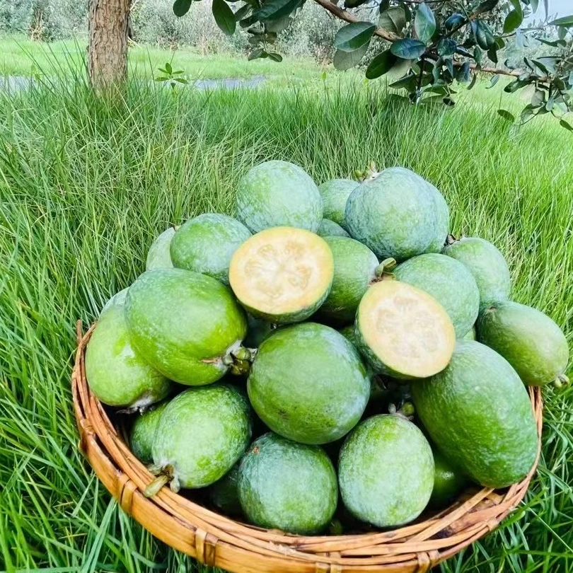 禾木千里【顺丰空配】现采现发香甜可口体验装斐济果菲油果