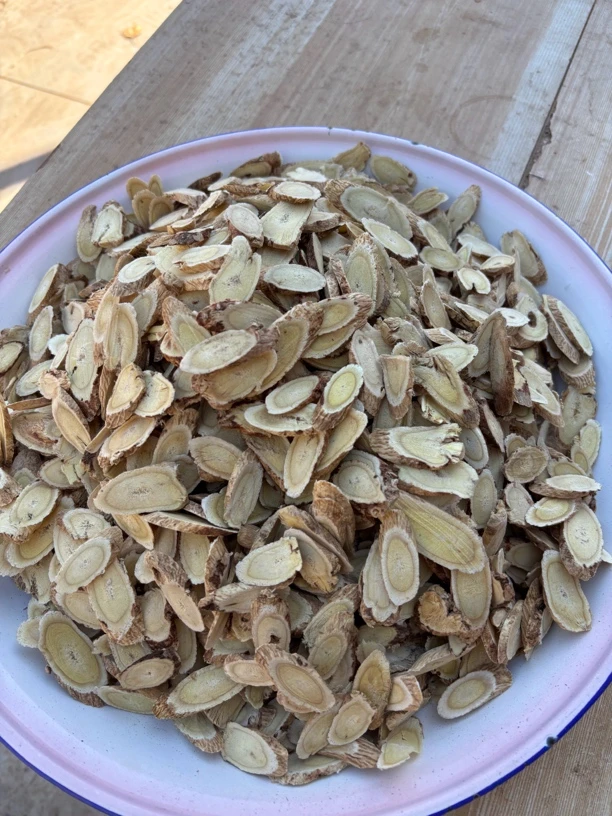 甘肃岷县8-10年野生黄芪统装片