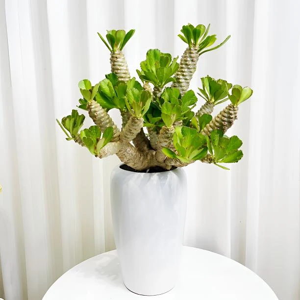 扇贝麒麟锦简单易活好养高端多肉网红绿植家居摆放高品质简约