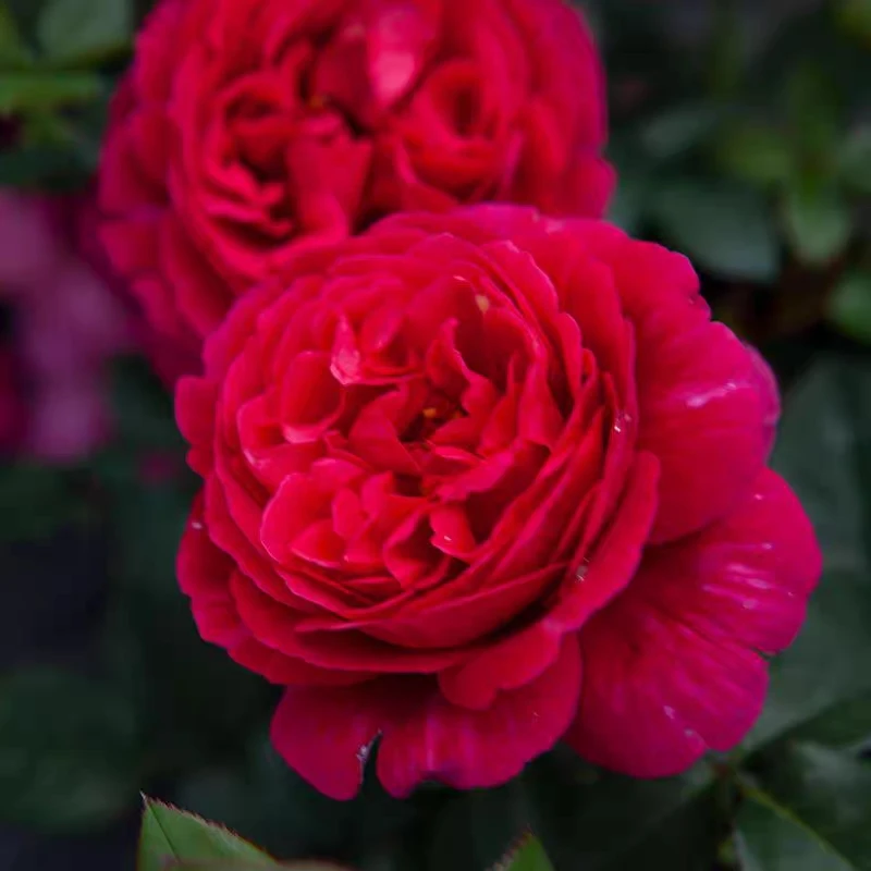 【真彩230】月季花苗中盆