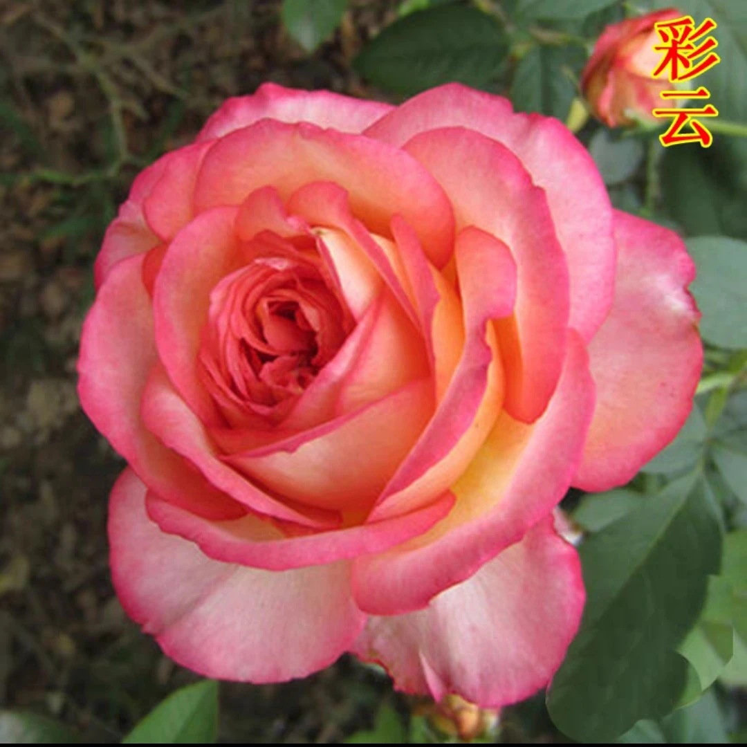 【彩云】月季花苗中盆