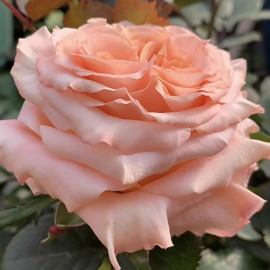 【泰迪】切花月季花苗小盆