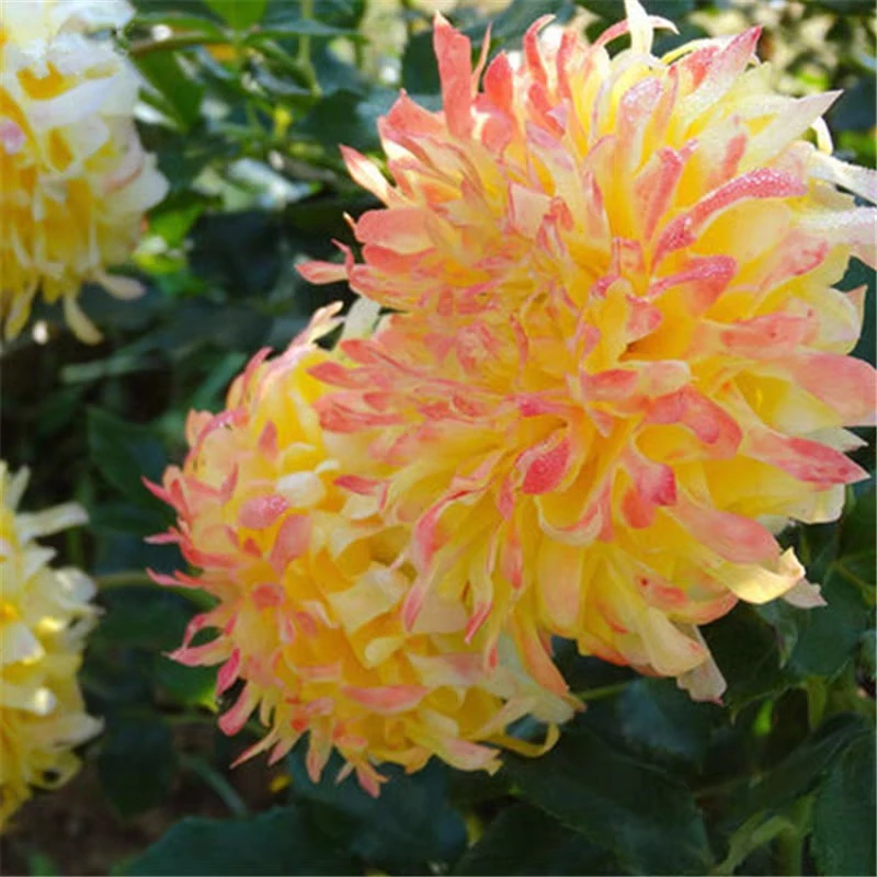 【烟花波浪】月季花苗中盆