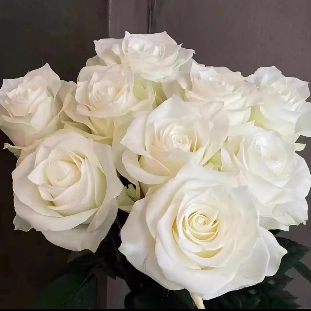 【保罗二世】月季花苗中盆