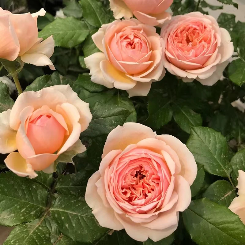 【真宙），月季花苗