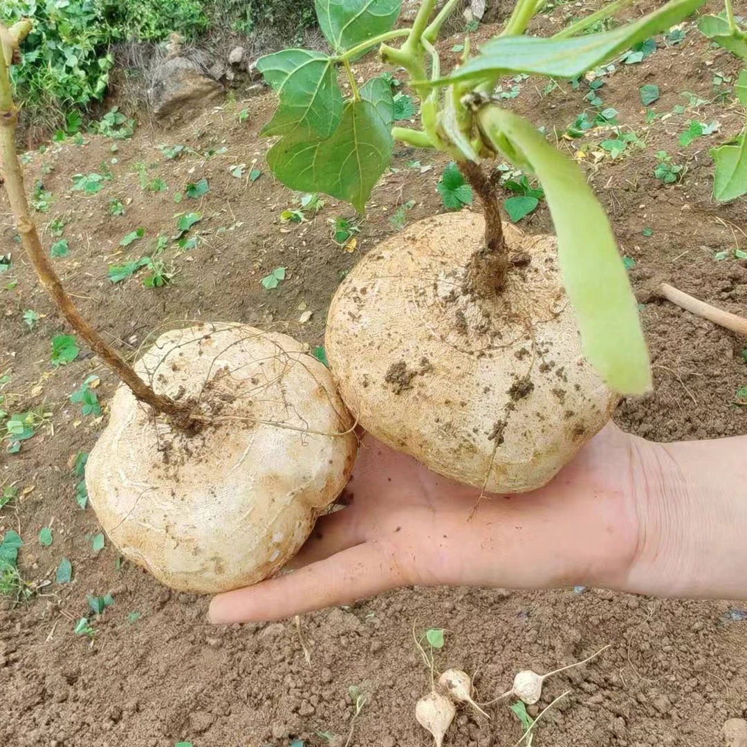 贵州特产农家自种沙土新鲜地萝卜白地瓜、嘎嘣脆皮薄肉厚现挖现发