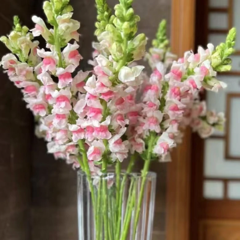 【金鱼草】可爱小金鱼~居家插花（满3单包邮）10%不售后