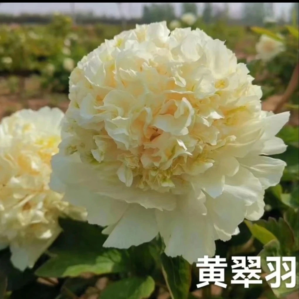 【黄翠羽牡丹】菏泽基地直发庭院阳台种植