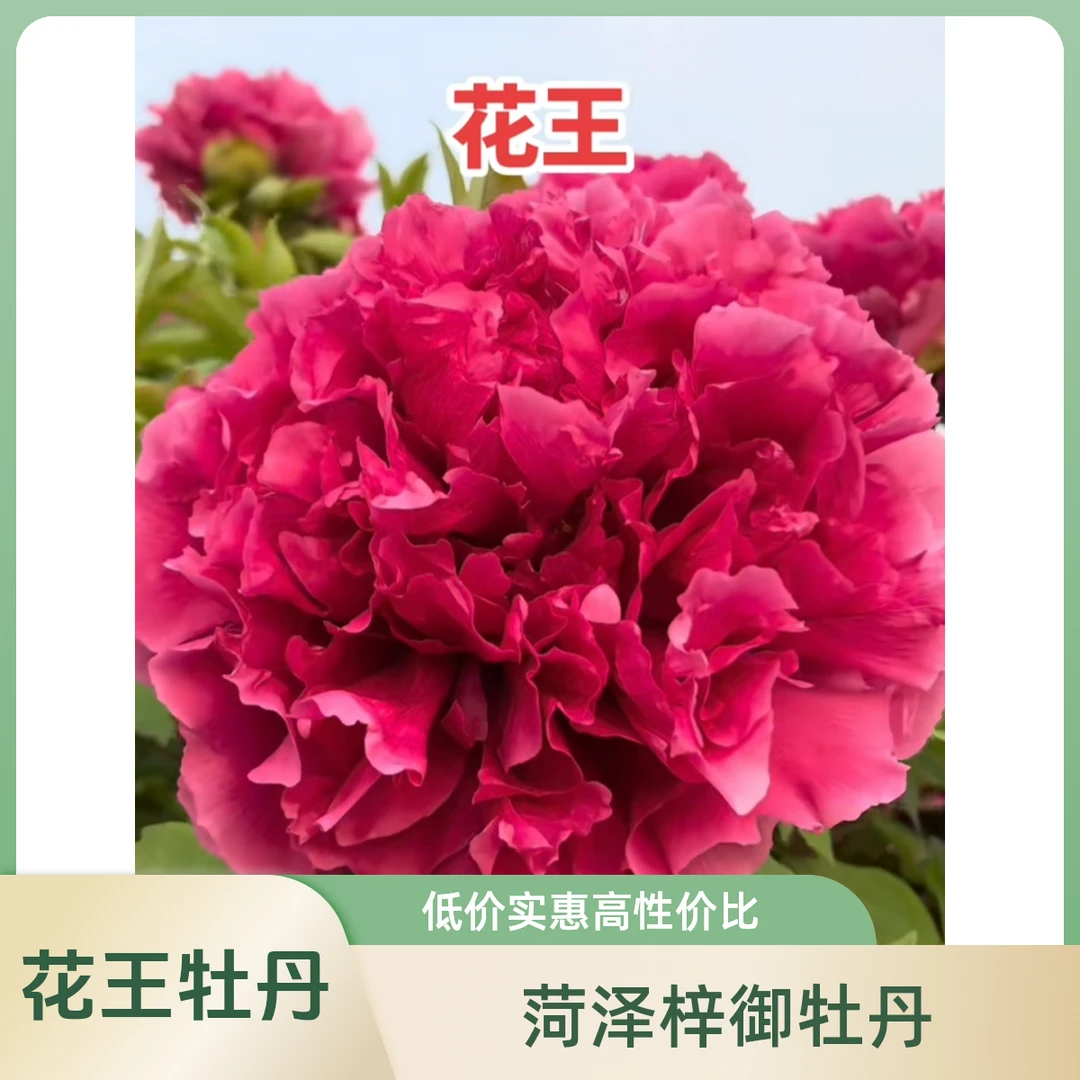 【花王】自产自销菏泽基地直发庭院种植