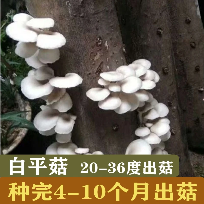 种在木头上的平菇菌种