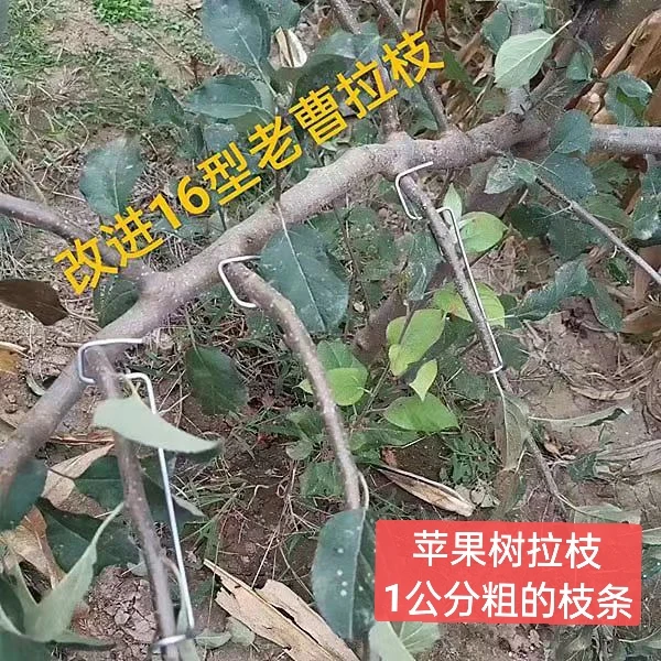 改进16型拉枝器专拉背上枝小侧枝枝条粗度1公分梨树李子树选长的