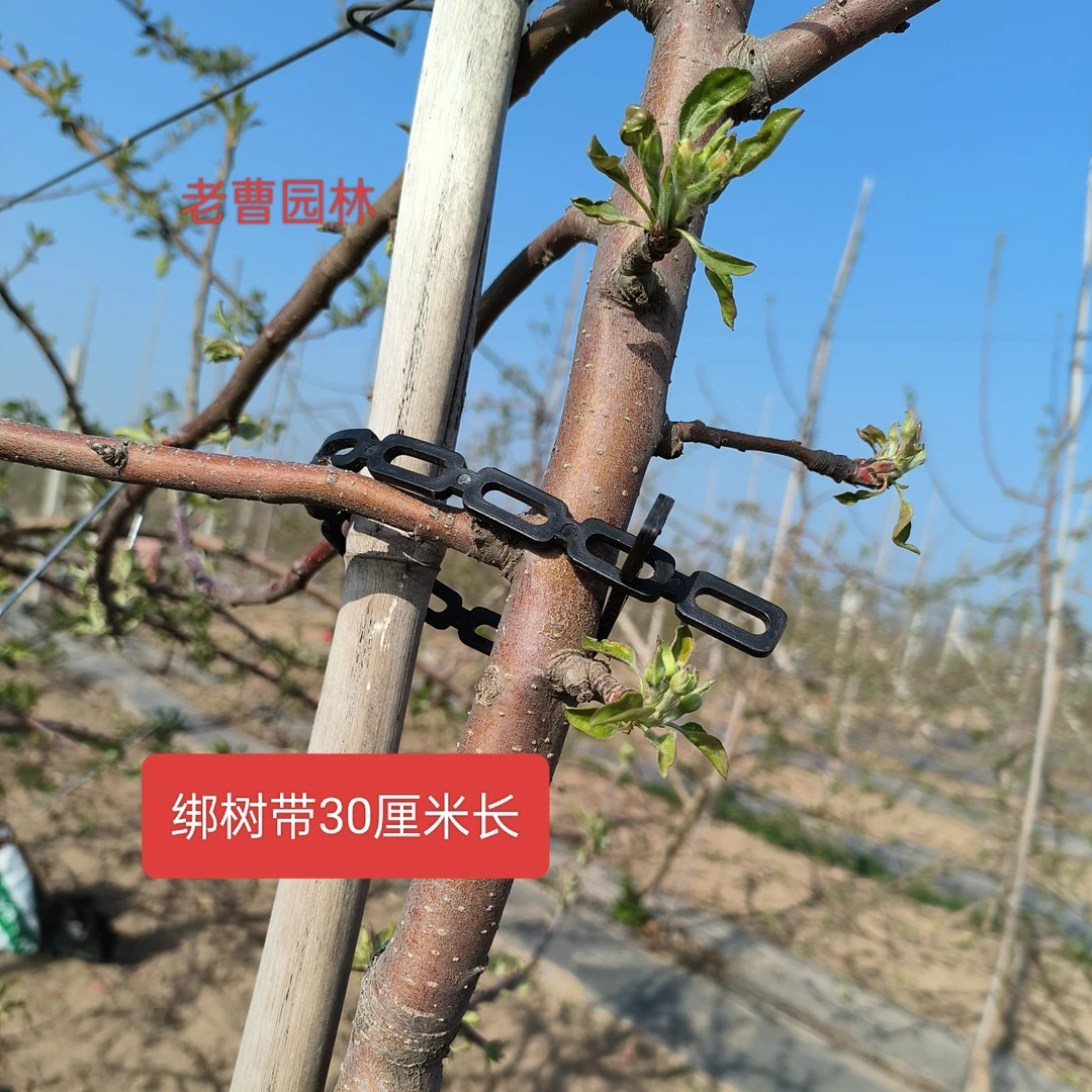 果树绑树带绑束带固定小树和竹竿防风