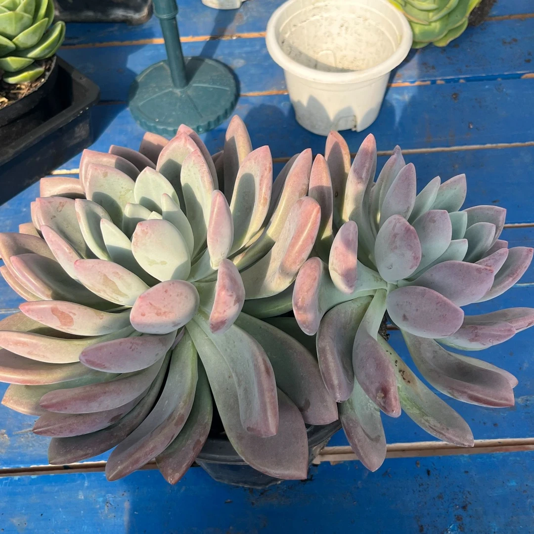 薇薇园艺多肉精品两头奥普