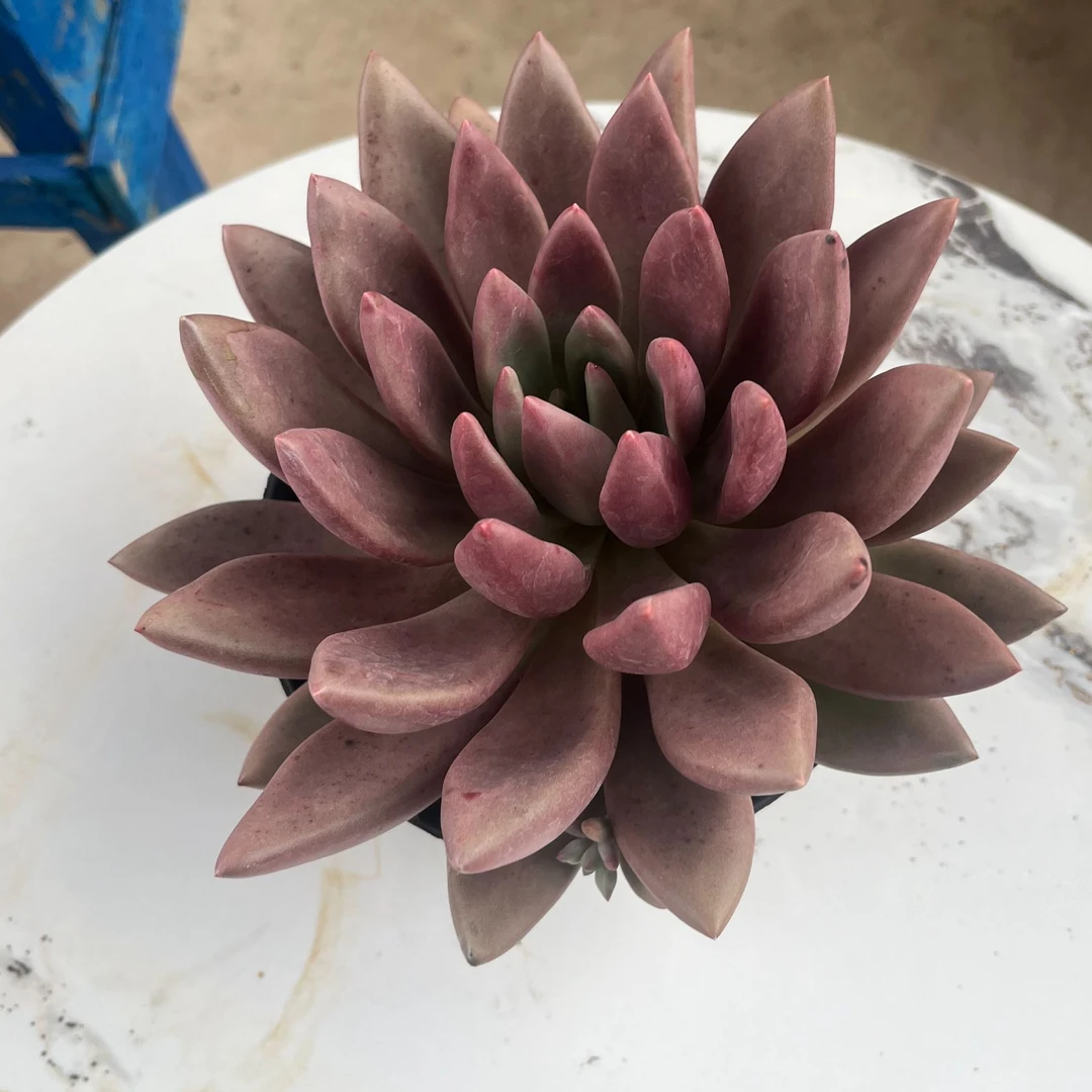 薇薇园艺多肉精品单头老桩桃花源