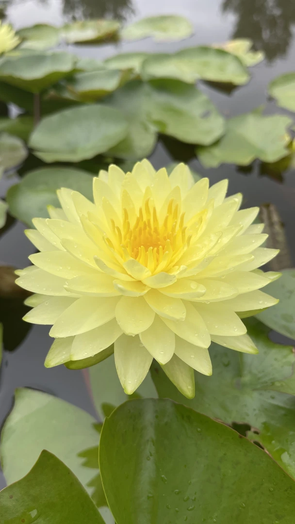 耐寒睡莲：普拉卡（大型）苗一颗