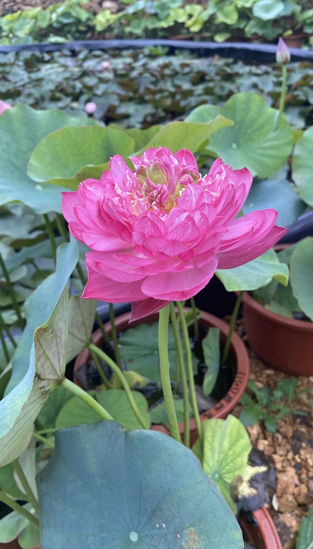 荷花、中大型：   状元红   种藕一支（包邮）