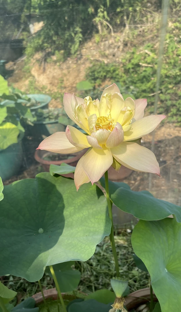 荷花、中型：  杏杉春雨    种藕一支（包邮）