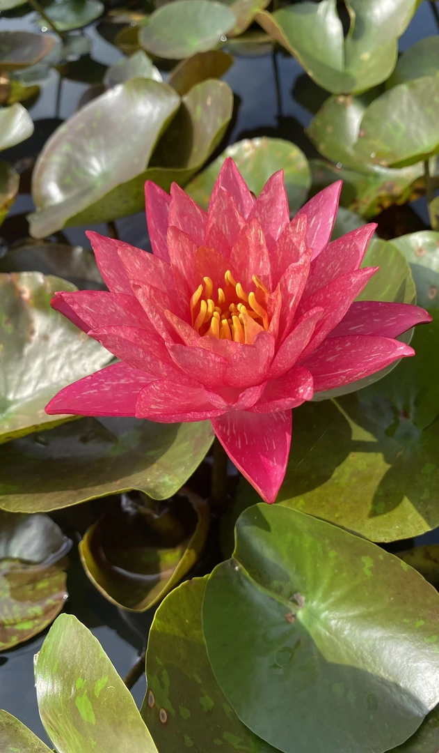 耐寒睡莲：万维沙  种苗一棵（包邮）大型