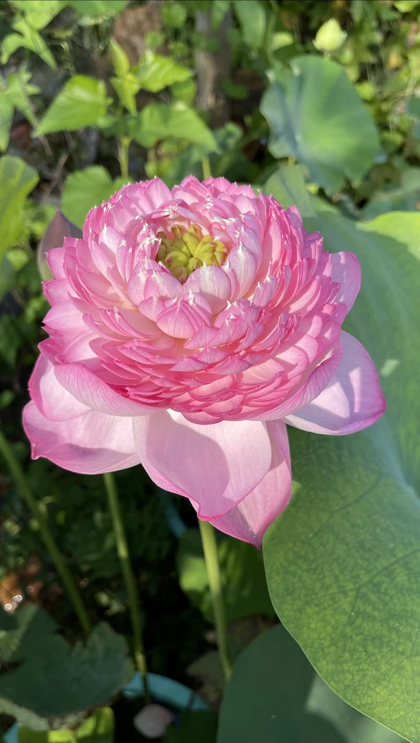 荷花、大型：  凤凰翎    种藕一支（包邮）