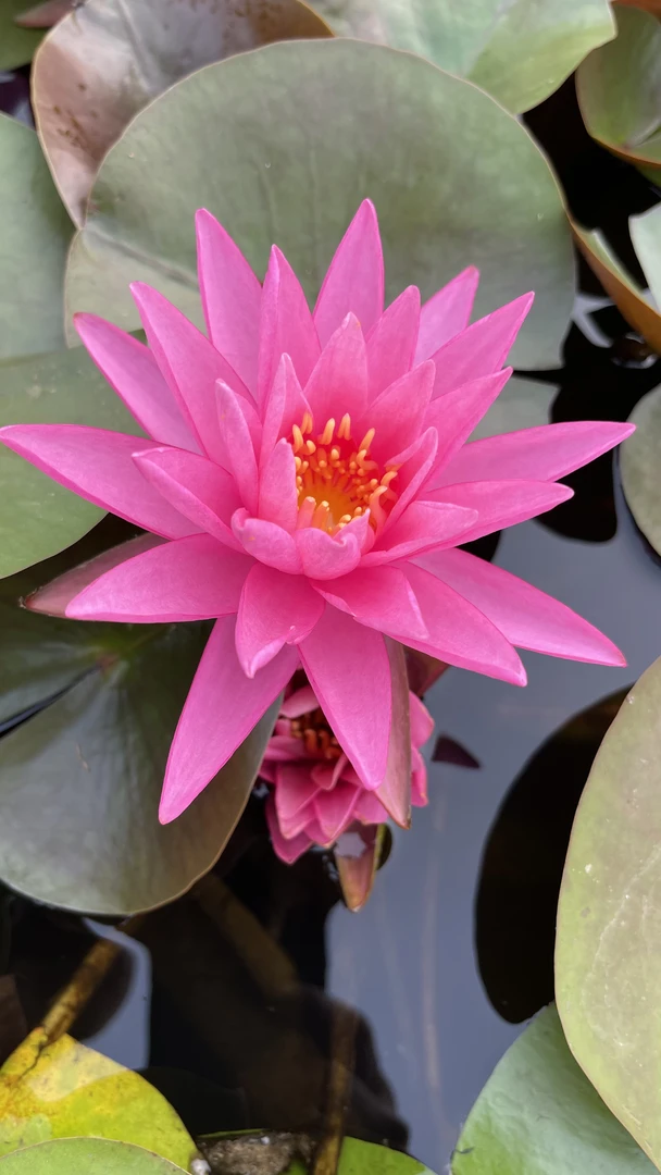 耐寒睡莲：红仙子  种苗一棵（包邮）大型