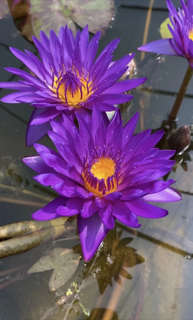 热带睡莲：丹泉石    种苗一棵（包邮）大型