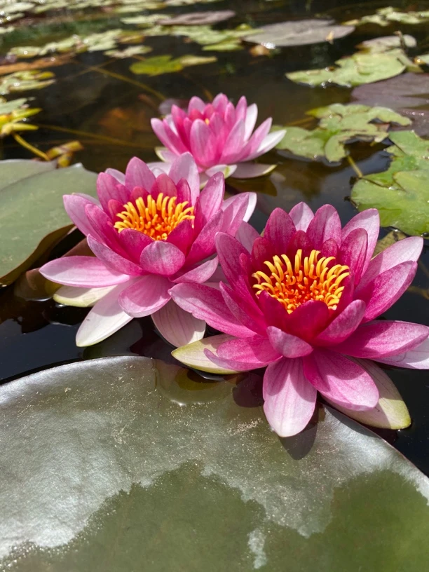 耐寒睡莲：玛珊姑娘  种苗一棵（包邮）大型