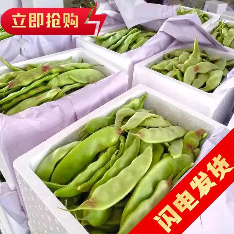 山东油豆角一点红新鲜蔬菜豆角新鲜九月青现摘现卖开锅烂批发特价