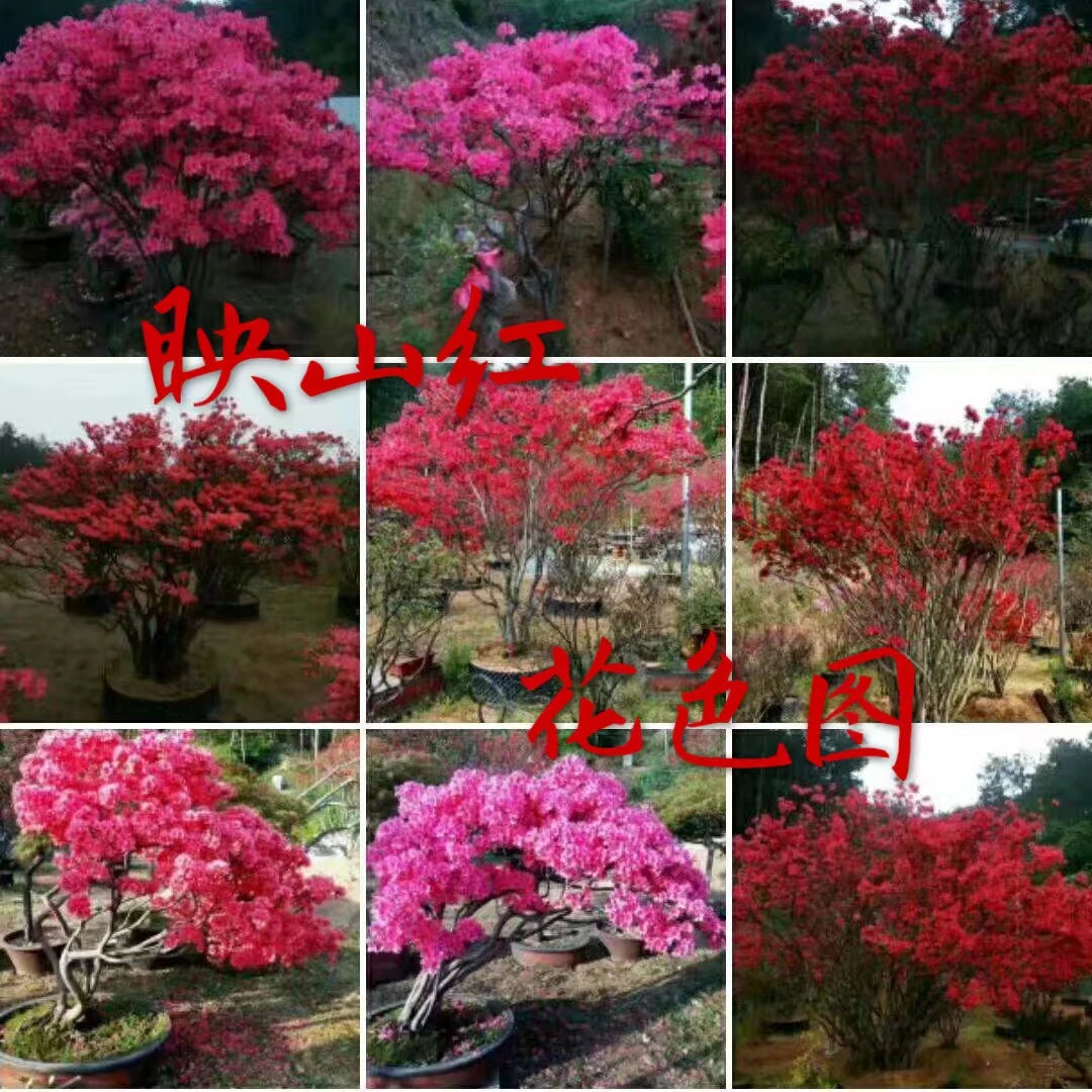 杜鹃花 映山红 国旗红 胭脂红 大红
