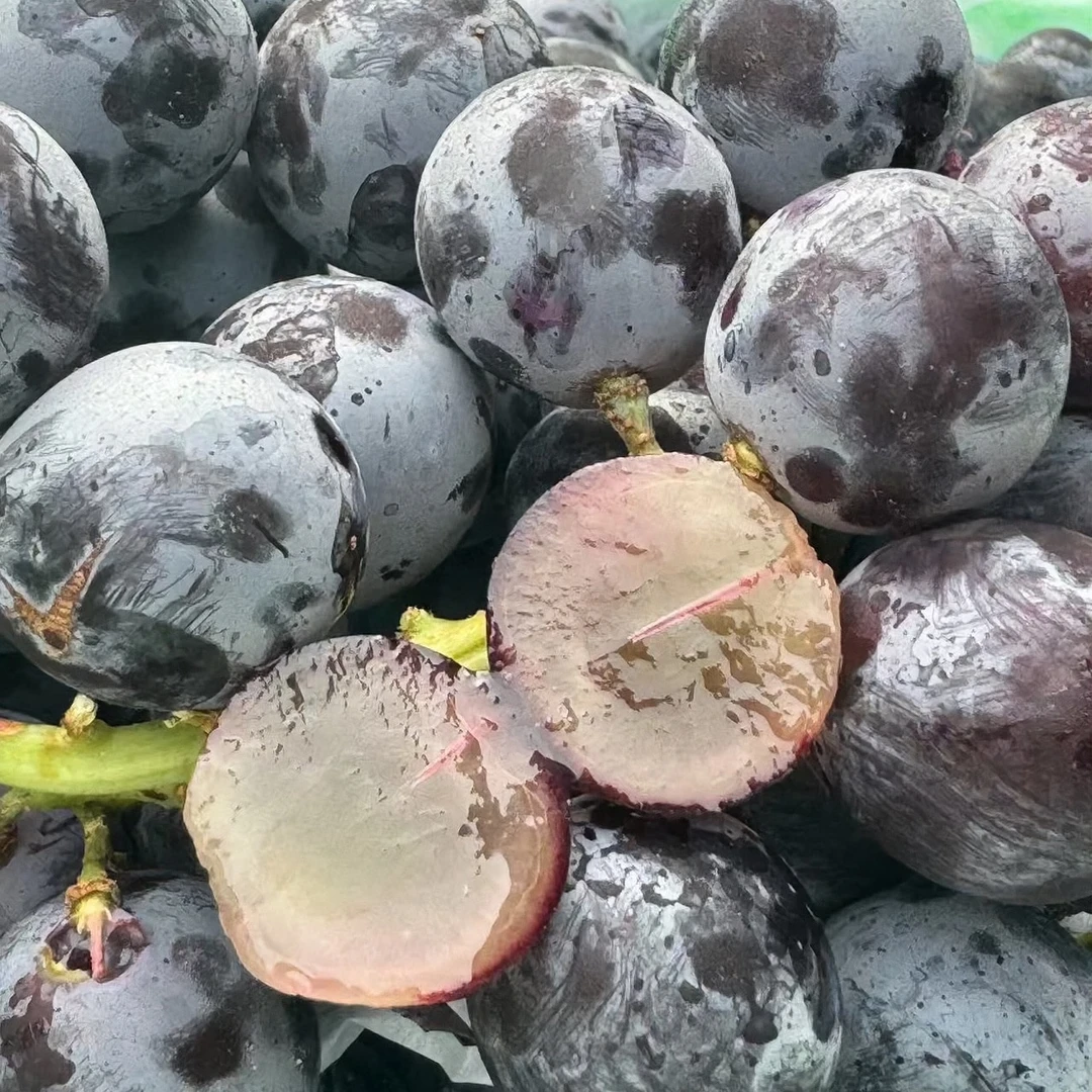 新疆蓝莓葡萄（洋洋小时达）