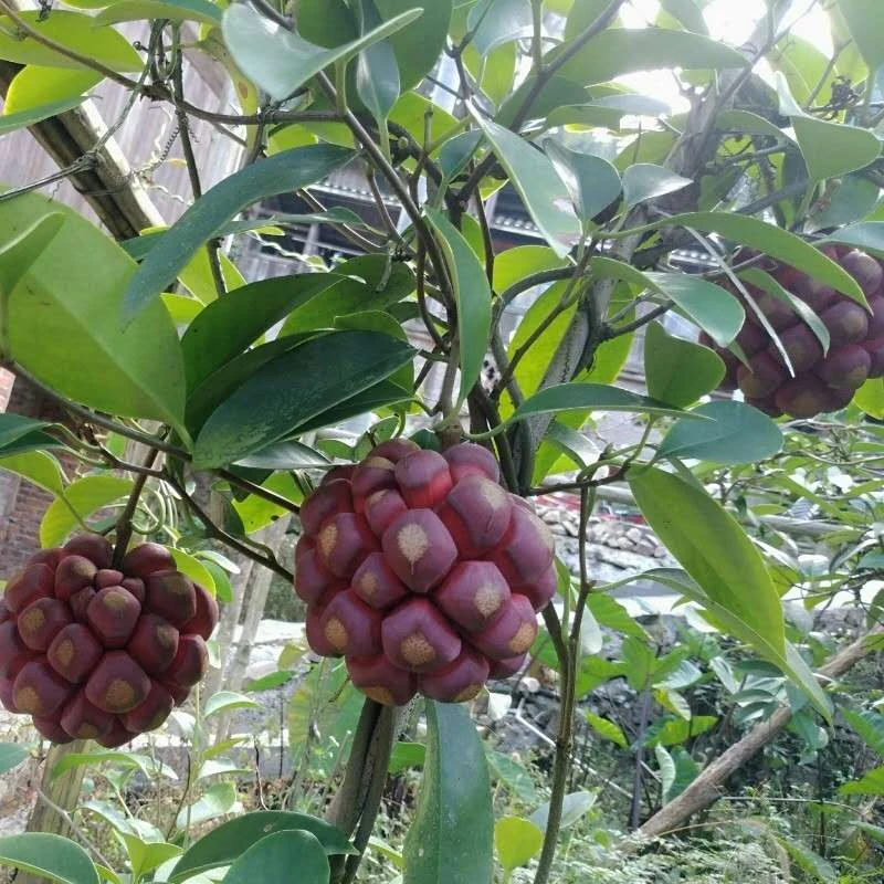 布福娜黑老虎果树苗爬藤植物耐寒品种南北方庭院阳台四季种植