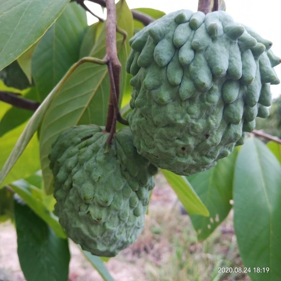 凤梨释迦苗台湾凤梨释迦佛陀佛头果嫁接苗南方阳台庭院盆栽种植