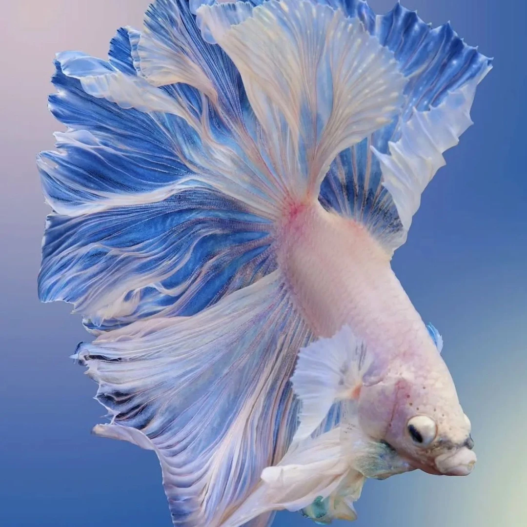 A001-160高端展示级泰国斗鱼