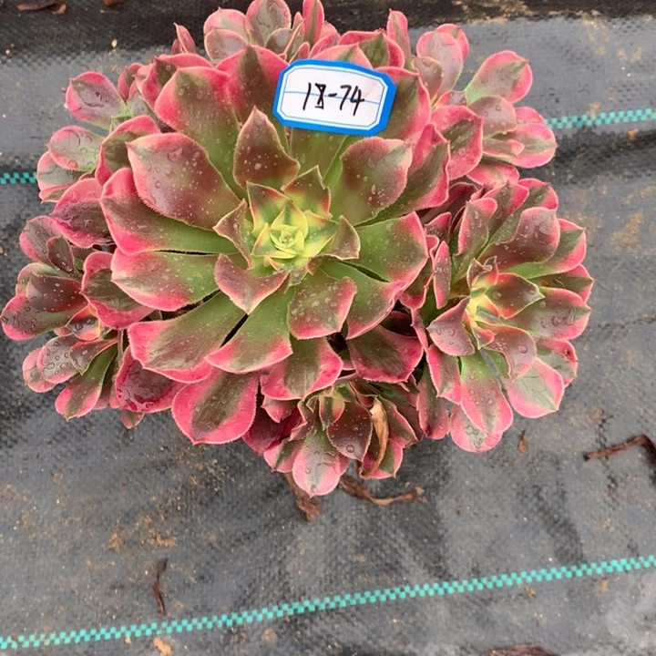 海*香妃绿植多肉植物74