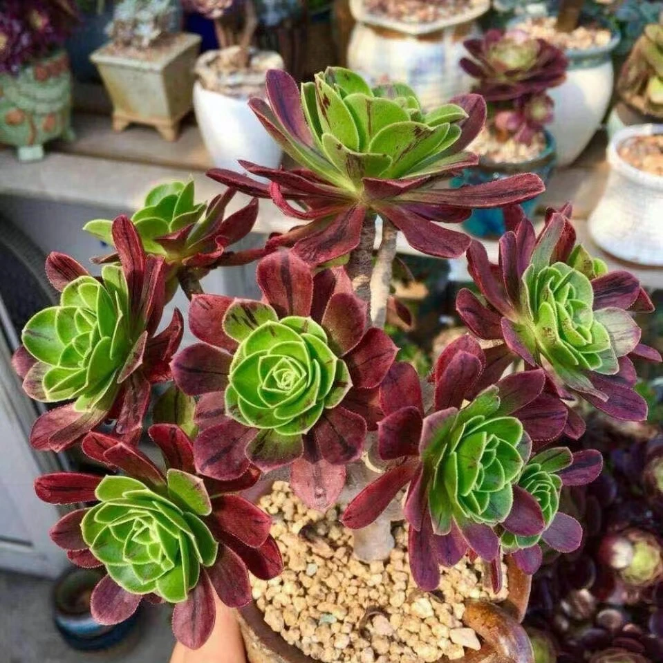 多肉植物老桩法师嘉年华红覆轮美杜莎水墨画