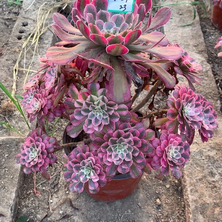 红铜超白绿植多肉23