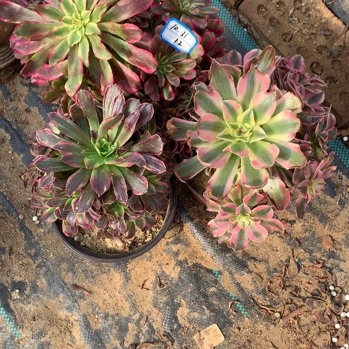 组合绿植多肉植物12