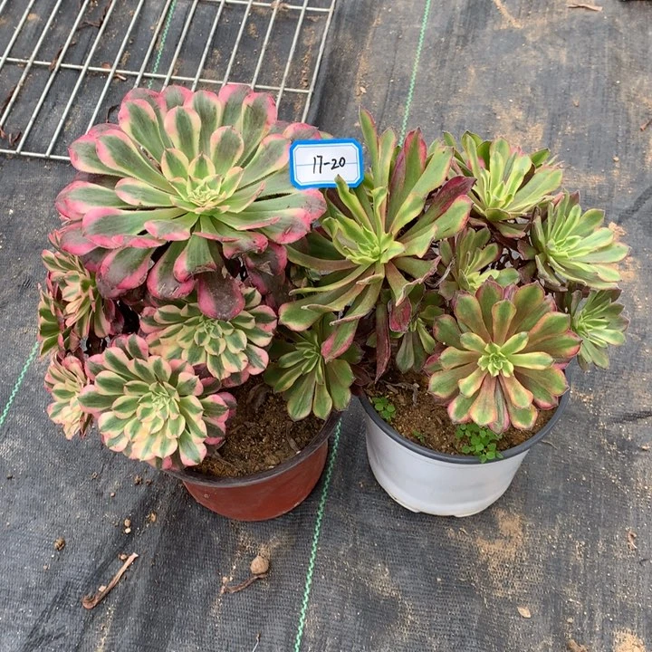 组合绿植多肉植物20