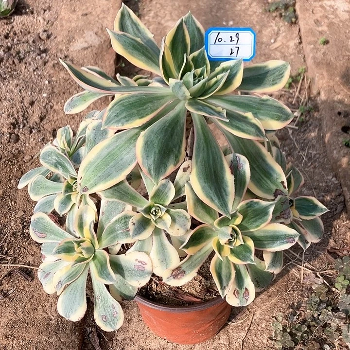 灿烂绿植多肉植物27