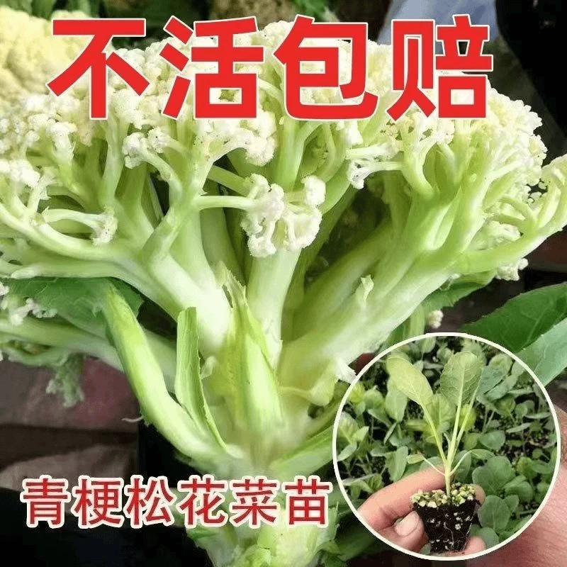 青梗松花菜苗有机白花菜秧苗花椰菜种苗西兰花苗秋冬耐寒蔬菜秧苗