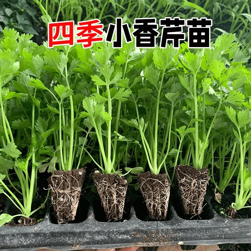 四季小香芹苗秧苗蔬菜幼苗大批量阳台菜苗种子芹菜根栽培春季种籽