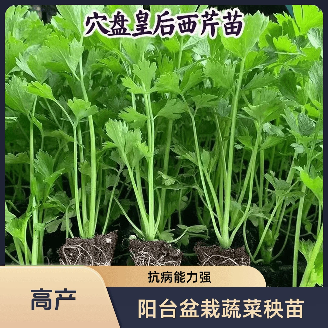 芹菜苗四季香芹水芹皇后西芹秧苗种子籽阳台盆栽蔬菜秧苗带土批发