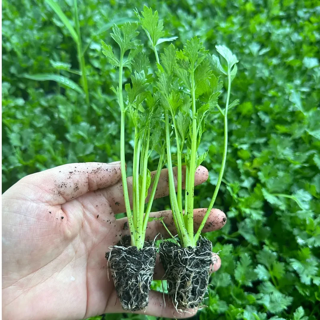 基地直发高产小香芹秧苗芹菜苗四季香芹根芹苗山东寿光西芹苗10棵