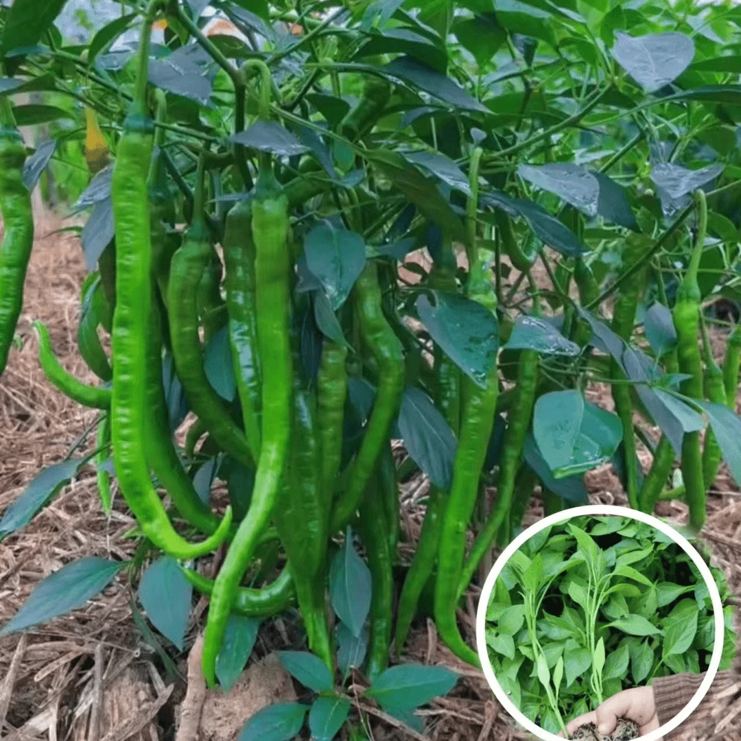 线椒秧苗高产香辣中辣辣椒苗盆栽地栽蔬菜苗带土发货蔬菜样苗批发