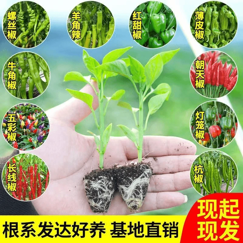 五彩椒苗辣椒苗庭院阳台盆栽地栽朝天椒秧苗苗子可食用蔬菜苗多种