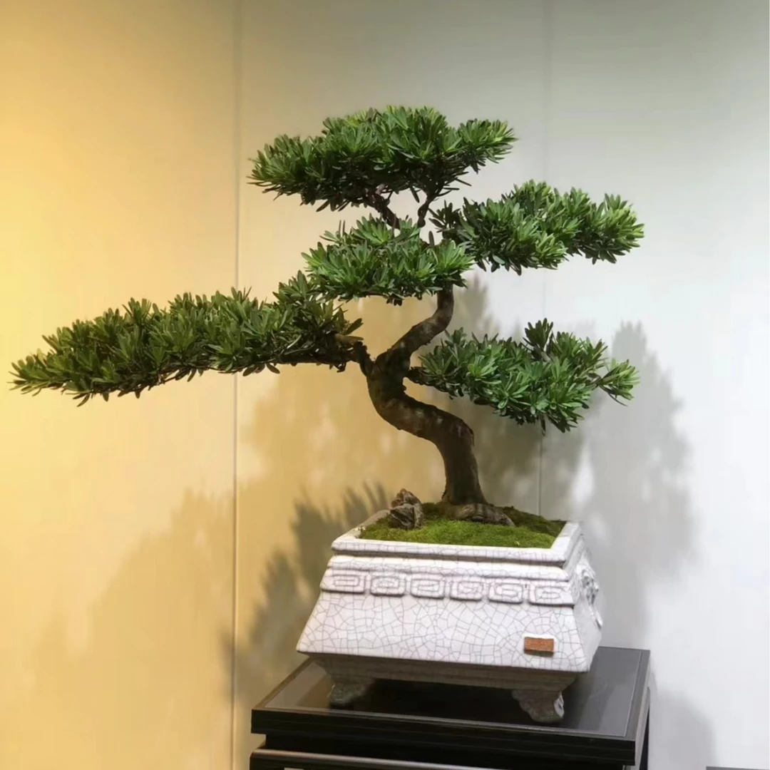 罗汉松大型盆栽庭院办公室室内外都可养造型款绿植四季常青大老桩